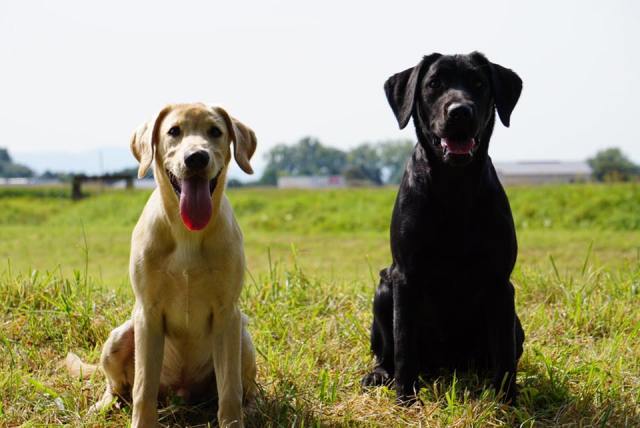 21032668_1405000269597608_7010748856900843054_n