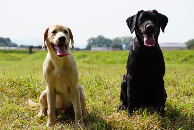 21077402_1405000339597601_4597206784821997717_n