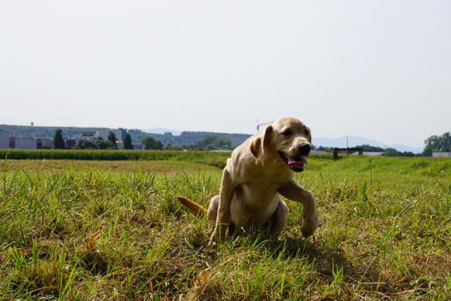 21078820_1405000326264269_8510152093207377374_n