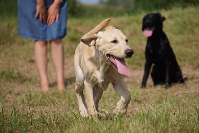 21106529_1405000276264274_8100252893740376977_n