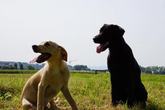 21150058_1405000272930941_2207650138712485011_n